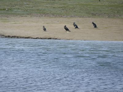 Four cormorants standing on a sandy bank next to a body of water with grassy marshland in the background.