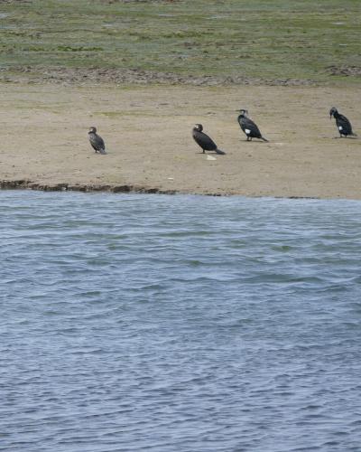 Four cormorants standing on a sandy bank next to a body of water with grassy marshland in the background.
