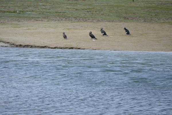 Boat Trip Through The Gilão River/Ria Formosa
