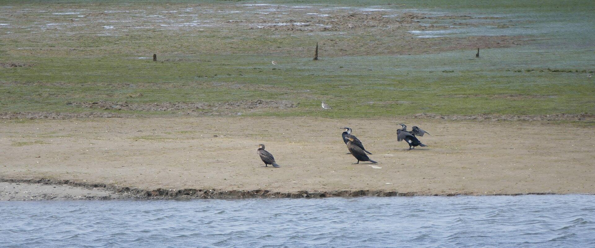 Ria Formosa Marshlands