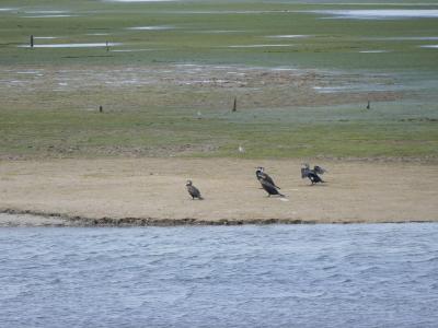 A group of cormorants resting on a sandy bank next to a body of water, with a green, algae-covered marshland in the background.