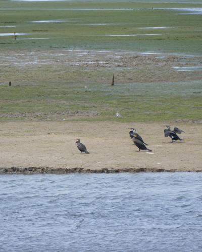 A group of cormorants resting on a sandy bank next to a body of water, with a green, algae-covered marshland in the background.