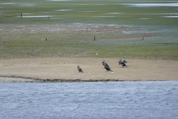 Ria Formosa Marshlands